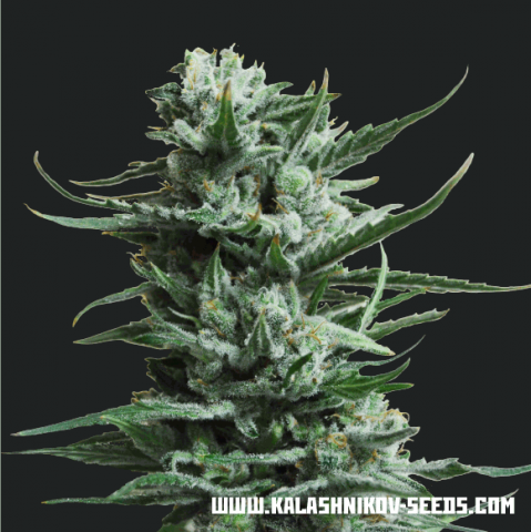 Kalashnikov Seeds Siberian Haze feminizovaná semena